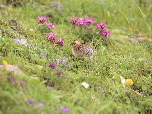 白馬岳のチビ雷鳥