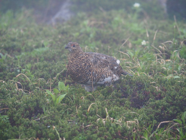 笠ヶ岳の雌雷鳥