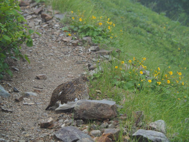 ヒナを抱くママ雷鳥