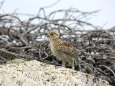 薬師岳のチビ雷鳥