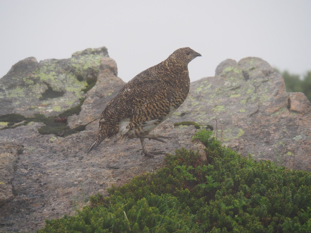 笠ヶ岳の雌雷鳥