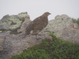 笠ヶ岳の雌雷鳥