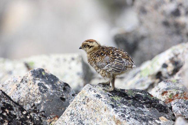 薬師岳のチビ雷鳥