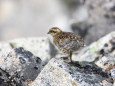 薬師岳のチビ雷鳥