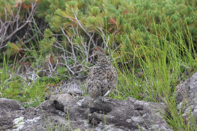 白馬乗鞍岳のチビ雷鳥