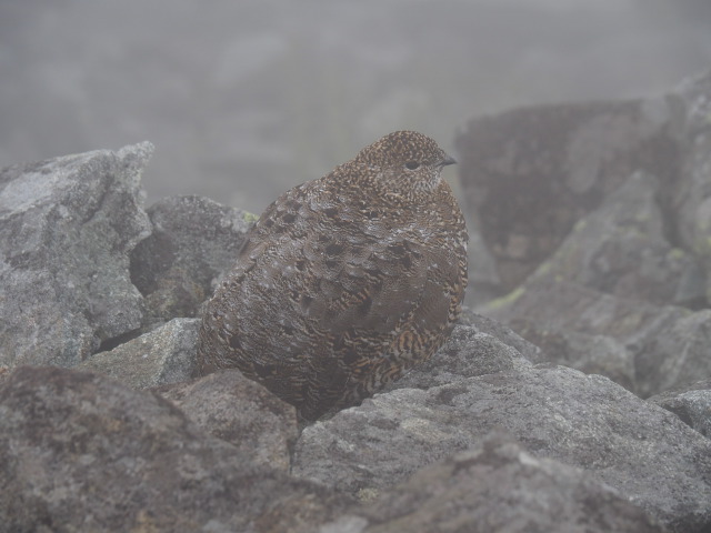 中岳の雌雷鳥