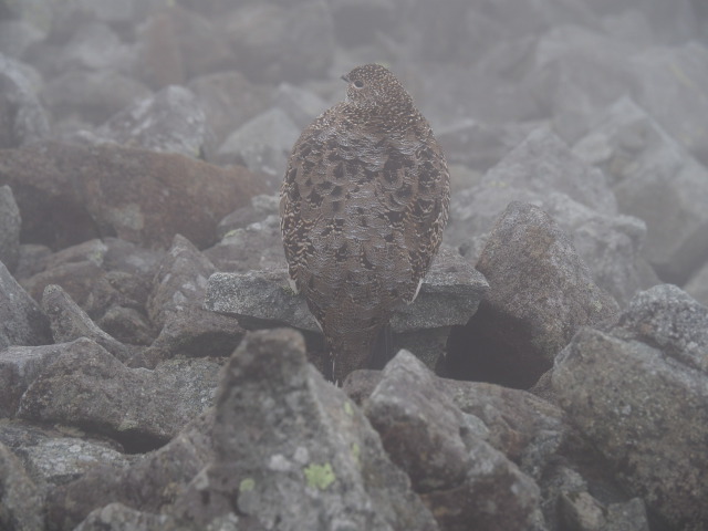 中岳の雌雷鳥