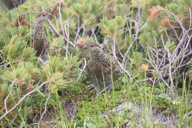 白馬乗鞍岳のチビ雷鳥