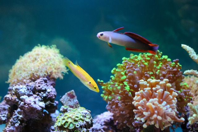 アクアリウム 海水魚とサンゴ