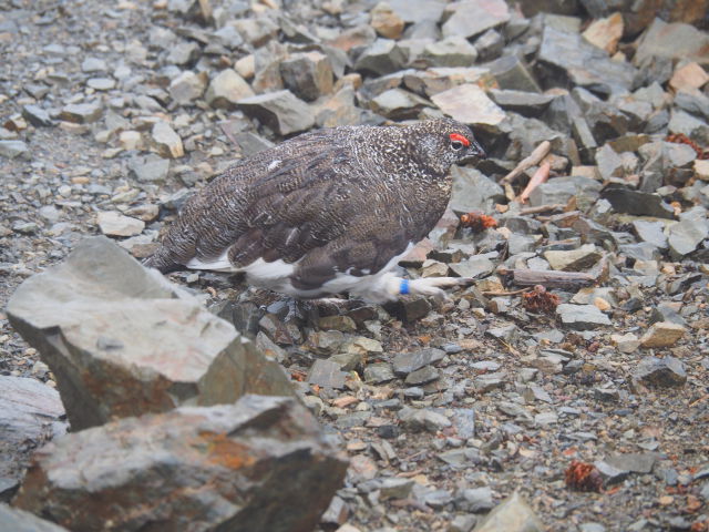 仙丈ヶ岳の雄雷鳥