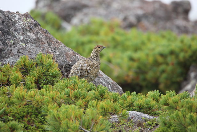 白馬乗鞍岳のチビ雷鳥