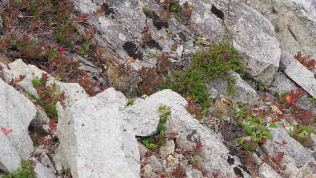 薬師岳のチビ雷鳥達