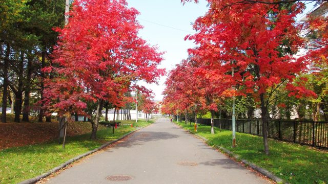 ナナカマドの道