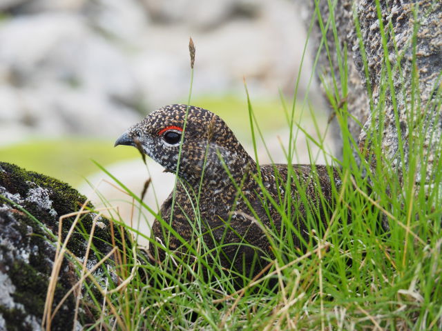 弓折岳の雄雷鳥