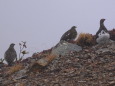 爺ヶ岳の雷鳥達