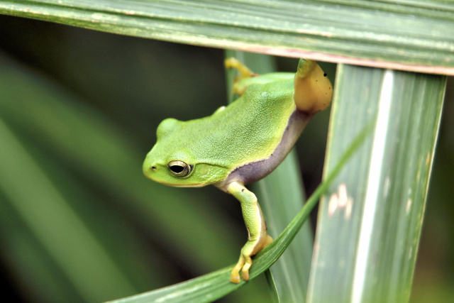 アマガエル忍法茅渡り