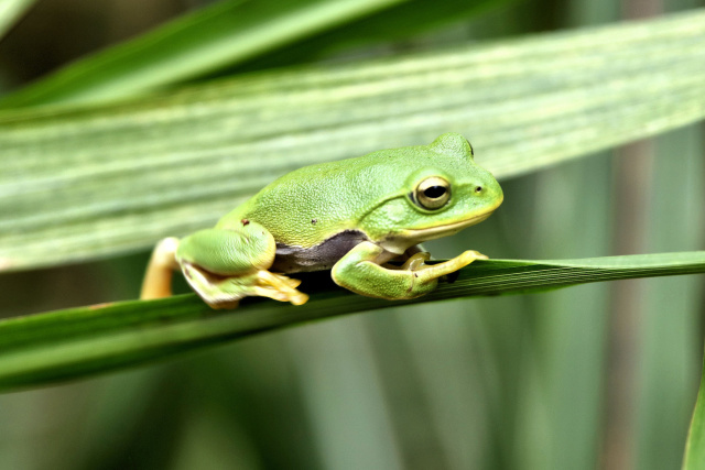 アマガエル忍法 忍びの術