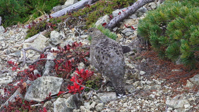 鹿島槍ヶ岳のママ雷鳥