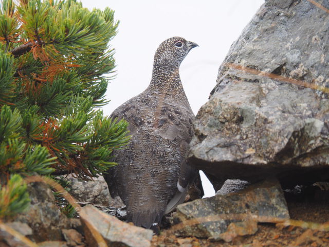 仙丈ヶ岳の雄雷鳥