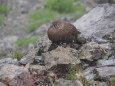 南岳の雄雷鳥