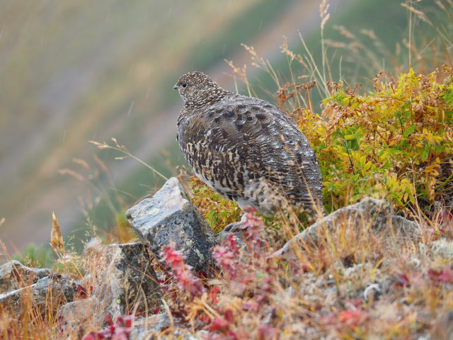 鹿島槍ヶ岳のママ雷鳥