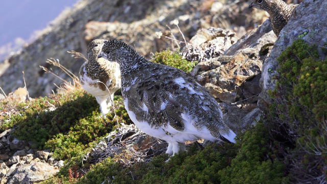 白馬岳のチビ雷鳥