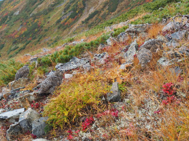 鹿島槍ヶ岳の親子