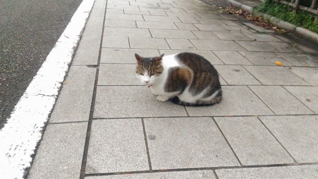 谷中寺町の猫