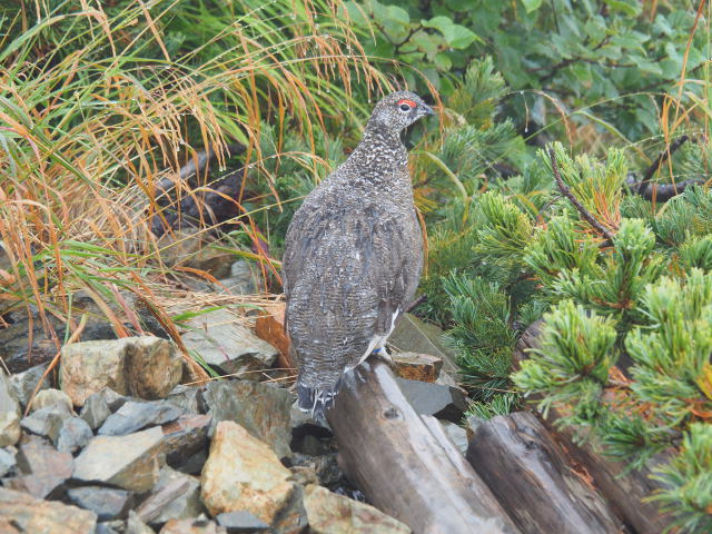 小仙丈ヶ岳の雄雷鳥