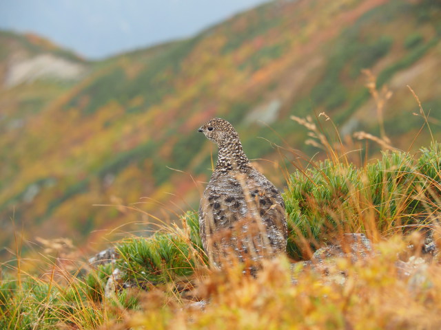 鹿島槍ヶ岳のママ雷鳥