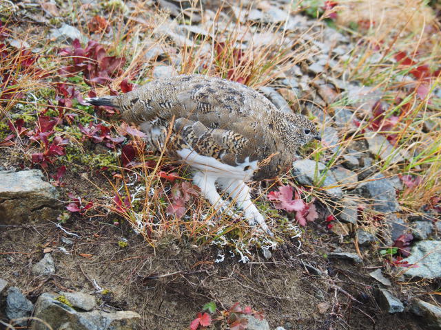 布引山の雌雷鳥