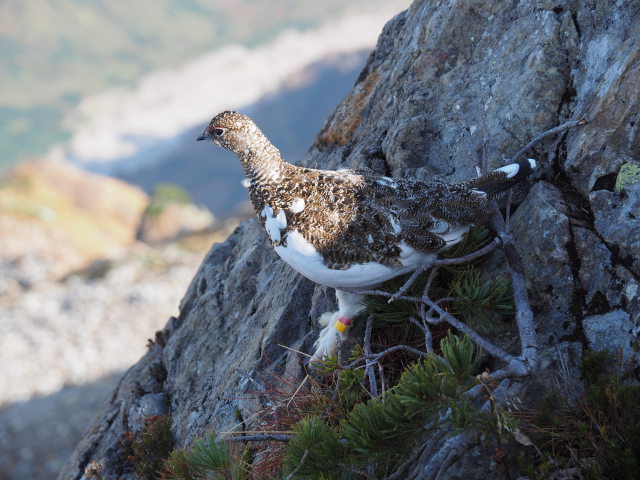 白馬岳の足環の雷鳥