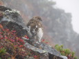 爺ヶ岳のチビ雷鳥