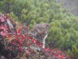 爺ヶ岳のチビ雷鳥