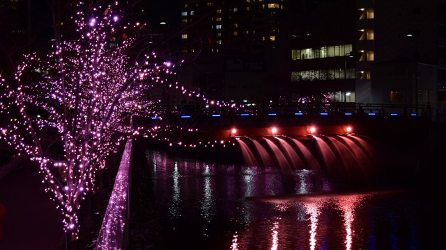 冬の桜