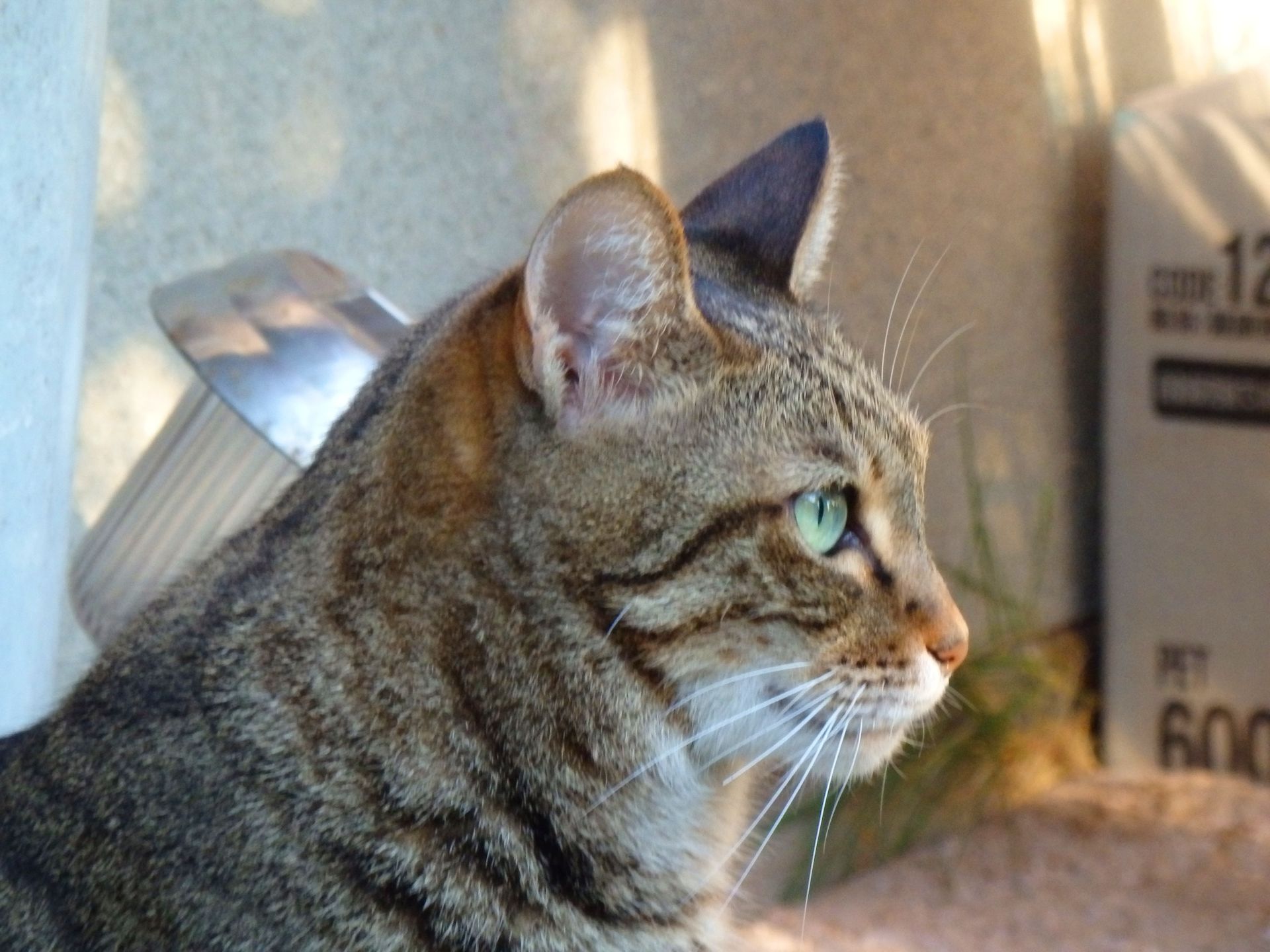 動物 猫 凛々しい横顔 壁紙19x1440 壁紙館