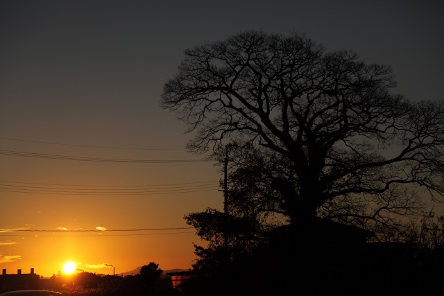 夕日の神樹