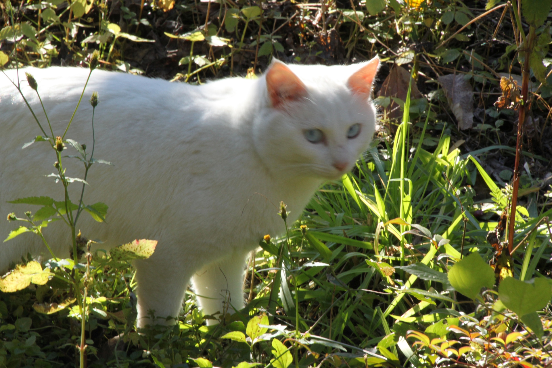 動物 猫 白い猫 壁紙19x1280 壁紙館