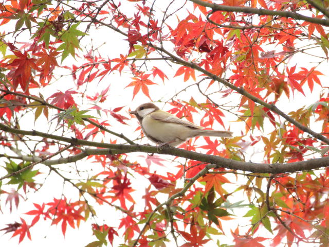 白いシジュウカラ3