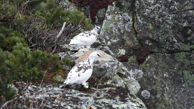 ゲーロの雄雷鳥達