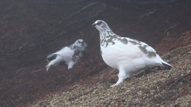 燕山荘の雄雷鳥達