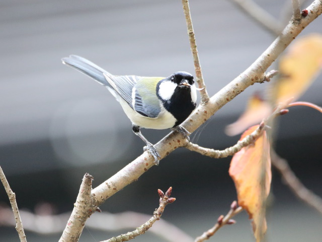 シジュウカラ