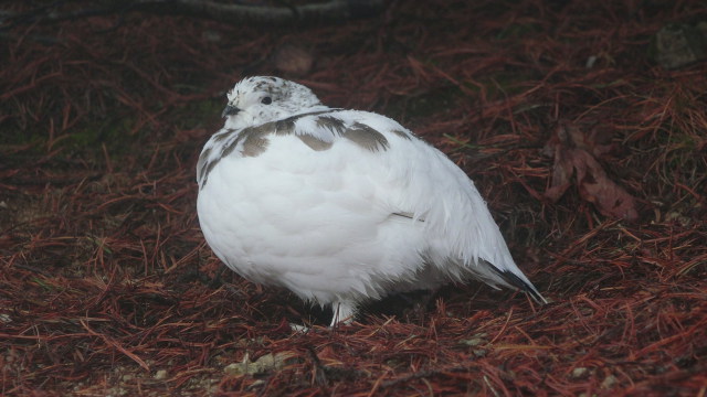 燕山荘のまだらちゃん