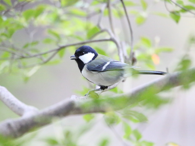 シジュウカラ2