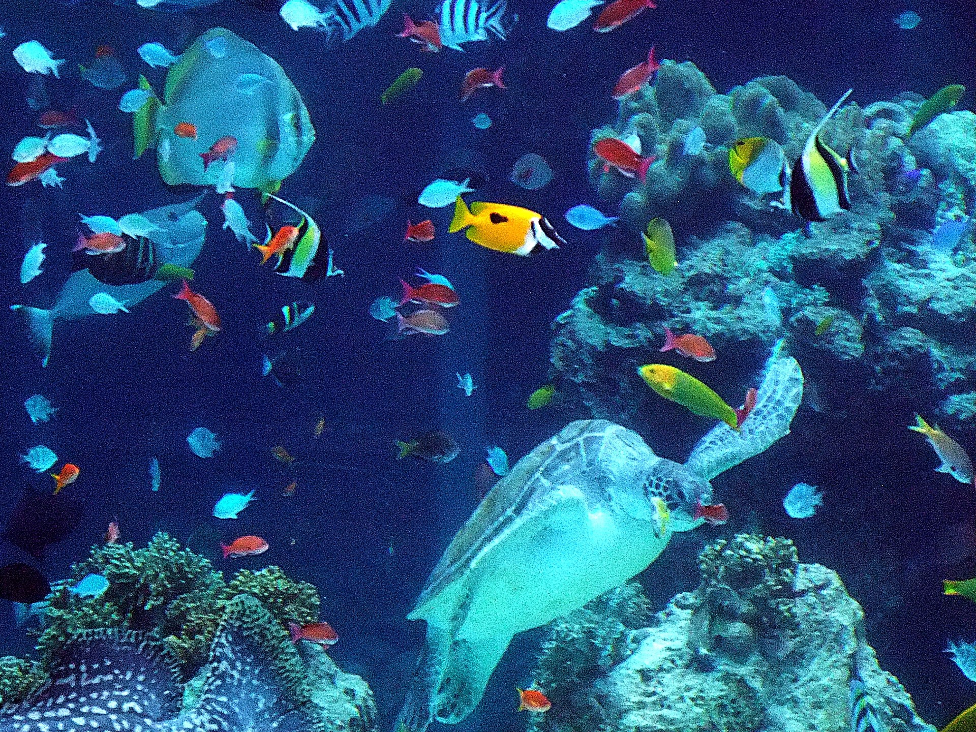 魚 水生生物 美ら海水族館 海がめ 壁紙19x1440 壁紙館