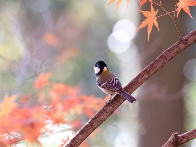 シジュウカラ3