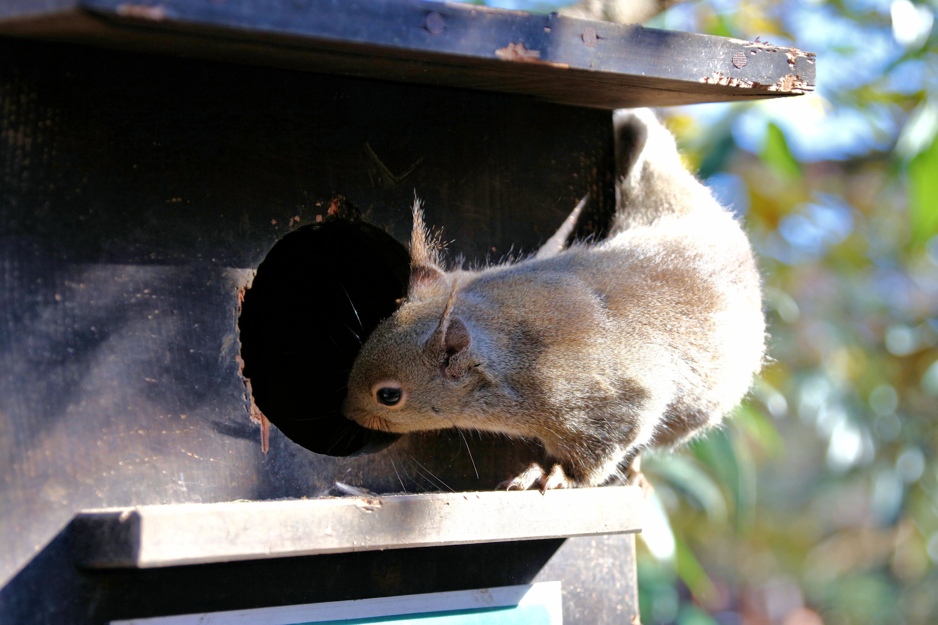 動物 その他 巣箱をのぞくリス2 壁紙19x1280 壁紙館