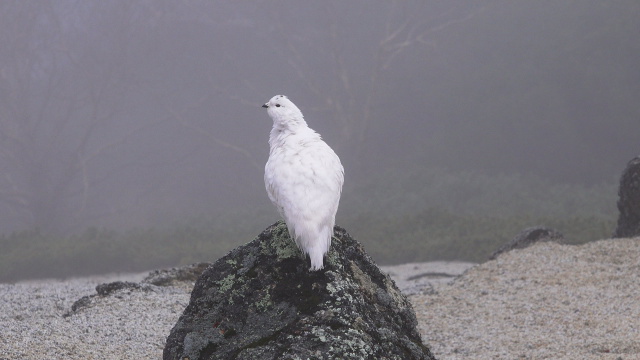 燕岳の白頭巾ちゃん