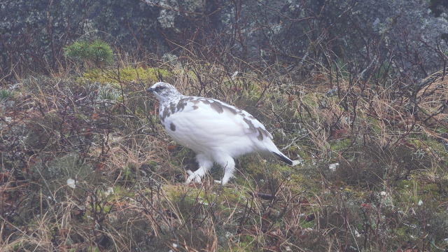 燕岳の雄雷鳥