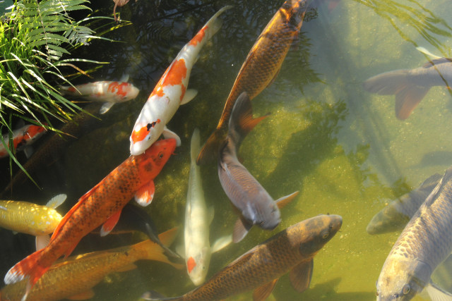 魚 水生生物 池の鯉 壁紙館